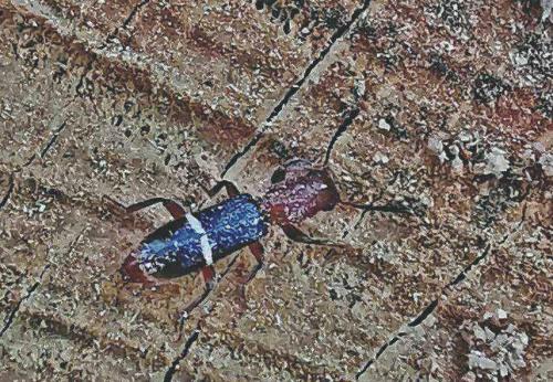 Réf. 329 948 : Paratillus carus